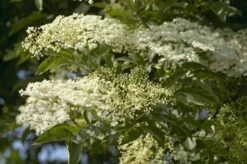 Vlier (Sambucus Nigra)
