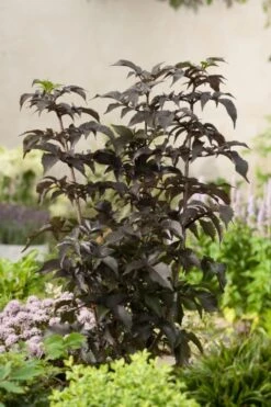 Zwarte Vlier (Sambucus Nigra 'Black Tower') -Green Roots Exporteren Winkel sambucus nigra black tower 0050