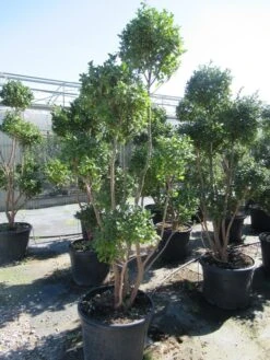 Camelia Als Bonsai (Camellia Sasanqua) -Green Roots Exporteren Winkel sasanquapompon01