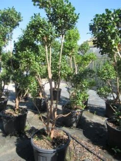 Camelia Als Bonsai (Camellia Sasanqua) -Green Roots Exporteren Winkel sasanquapompon02