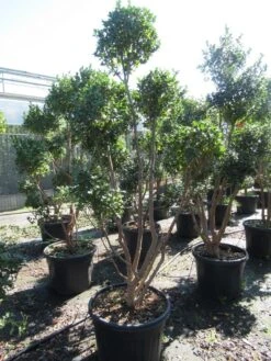 Camelia Als Bonsai (Camellia Sasanqua) -Green Roots Exporteren Winkel sasanquapompon03 1