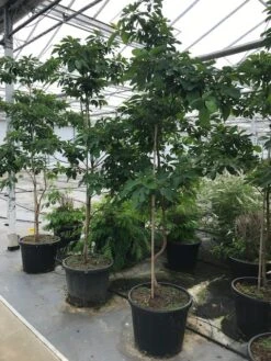 Sassafras (Sassafras Albidum) 11 Sassafras (Sassafras Albidum) -Green Roots Exporteren Winkel sassafras