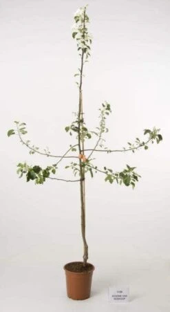 Appelboom (Malus Domestica 'Schone Van Boskoop') -Green Roots Exporteren Winkel schone van b
