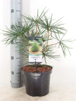 Japanse Parasolden (Sciadopitys Verticilata) -Green Roots Exporteren Winkel sciadopitys verticillata c3 m