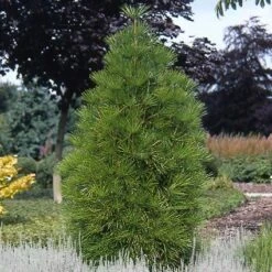 Japanse Parasolden (Sciadopitys Verticilata) -Green Roots Exporteren Winkel scvertic 7