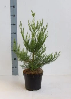 Mammoetboom (Sequoiadendron Giganteum) -Green Roots Exporteren Winkel seqouiadendron giganteum 40 50 co. 3l kopie 1