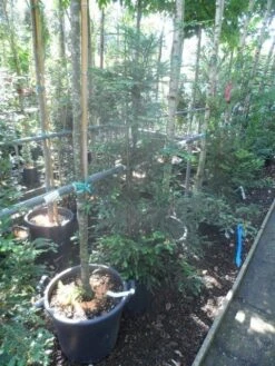 Kustmammoetboom (Sequoia Sempervirens) -Green Roots Exporteren Winkel sequoia sempervirens 125 150 c20