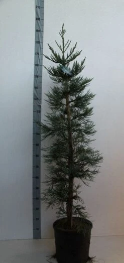 Mammoetboom (Sequoiadendron Giganteum) -Green Roots Exporteren Winkel sequoiadendrn gl glaucum125 150 cm co. 18l kopie