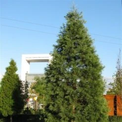 Kustmammoetboom (Sequoia Sempervirens) -Green Roots Exporteren Winkel sequoiadendron giganteum