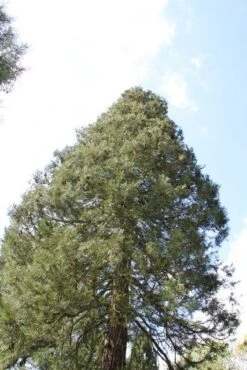 Mammoetboom (Sequoiadendron Giganteum) -Green Roots Exporteren Winkel sequoiadendron giganteum 1