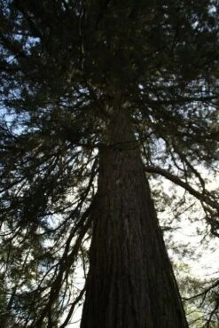 Mammoetboom (Sequoiadendron Giganteum) -Green Roots Exporteren Winkel sequoiadendron giganteum 2 1