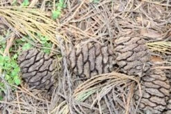 Mammoetboom (Sequoiadendron Giganteum) -Green Roots Exporteren Winkel sequoiadendron giganteum 3 1