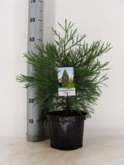 Mammoetboom (Sequoiadendron Giganteum) -Green Roots Exporteren Winkel sequoiadendron giganteum c3 m 1