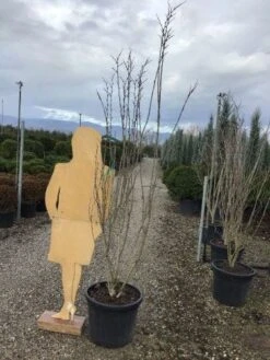 Chinese Judasboom (Cercis Chinensis 'Shirobana') -Green Roots Exporteren Winkel shirobana200 1