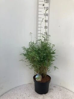 Niet Woekerende Bamboe (Fargesia Murieliae 'Simba') -Green Roots Exporteren Winkel simba c10