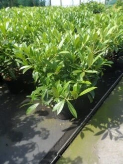 Skimmia (Skimmia Confusa 'Kew Green') -Green Roots Exporteren Winkel skimmia confusa kew green 40 50 60 c7 10