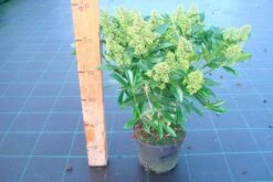 Skimmia (Skimmia Confusa 'Kew Green') -Green Roots Exporteren Winkel skimmia kew green c3