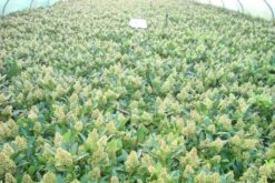 Skimmia (Skimmia Confusa 'Kew Green') -Green Roots Exporteren Winkel skimmia kew green c3 2