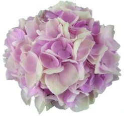 Hortensia Soft Pink Salsa (Hydrangea 'Music Collection') 8 Hortensia Soft Pink Salsa (Hydrangea 'Music Collection') -Green Roots Exporteren Winkel soft pink salsa