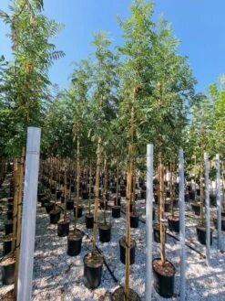 Gewone Lijsterbes (Sorbus Aucuparia) -Green Roots Exporteren Winkel sorbus aucuparia 8 10 2 1