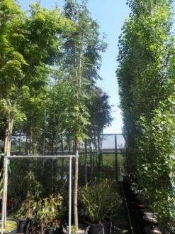 Lijsterbes (Sorbus Aucuparia 'Edulis') -Green Roots Exporteren Winkel sorbus aucuparia edulis 14 16ho cont