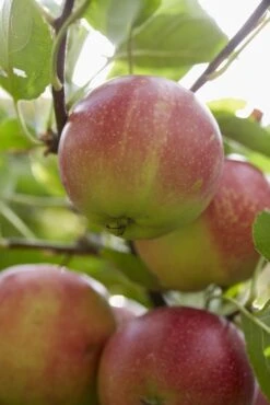 Lei-Appel (Malus Domestica 'Sterappel')