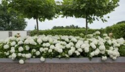 Hortensia (Hydrangea 'Strong Annabelle') -Green Roots Exporteren Winkel strong annabelle 11 2