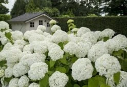 Hortensia (Hydrangea 'Strong Annabelle') 29 Hortensia (Hydrangea 'Strong Annabelle') -Green Roots Exporteren Winkel strong annabelle 2