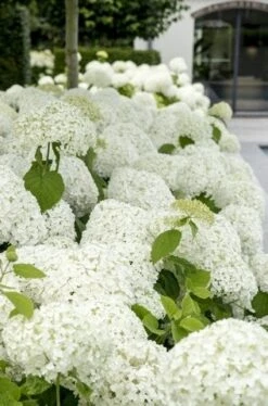 Hortensia (Hydrangea 'Strong Annabelle') -Green Roots Exporteren Winkel strong annabelle 9 1
