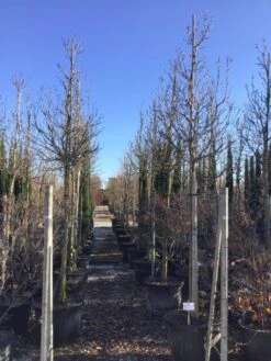 Nieuwe uitgaven -Green Roots Exporteren Winkel susanalsboom16 18