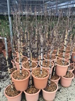 Beverboom Op Stam (Magnolia 'Susan') -Green Roots Exporteren Winkel susanopstam50cm