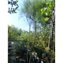Tamarisk Als Boom (Tamarix Gallica) -Green Roots Exporteren Winkel tamarisk tamarix gallica 32085999 ccb