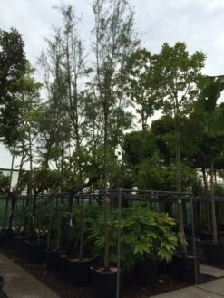 Tamarisk Als Boom (Tamarix Tetrandra) 9 Tamarisk Als Boom (Tamarix Tetrandra) -Green Roots Exporteren Winkel tamarisk 121416cm 2