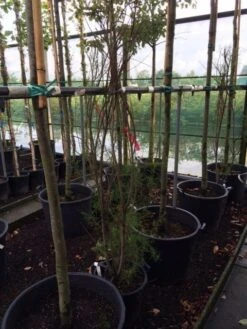 Tamarisk (Tamarix Ramosissima) -Green Roots Exporteren Winkel tamarisk 3