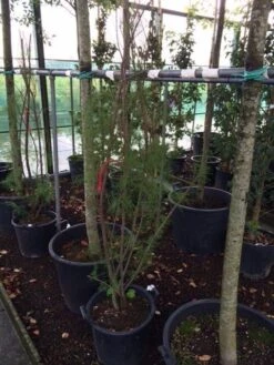 Tamarisk (Tamarix Ramosissima) -Green Roots Exporteren Winkel tamarisk 4