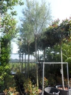 Tamarisk Als Boom (Tamarix Tetrandra) 11 Tamarisk Als Boom (Tamarix Tetrandra) -Green Roots Exporteren Winkel tamarix 1