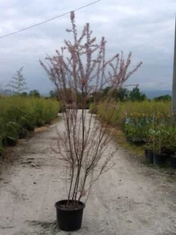 Tamarisk (Tamarix Ramosissima) -Green Roots Exporteren Winkel tamarix c20