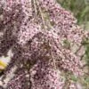 Tamarisk Als Boom (Tamarix Gallica)