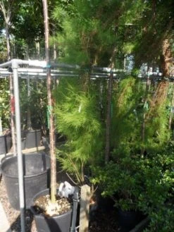 Tamarisk (Tamarix Ramosissima) -Green Roots Exporteren Winkel tamarix ramosissima 150 175 c20