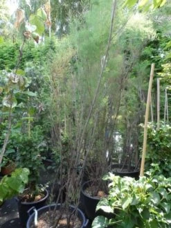 Tamarisk (Tamarix Ramosissima) -Green Roots Exporteren Winkel tamarix ramosissima 200 250 300 c70