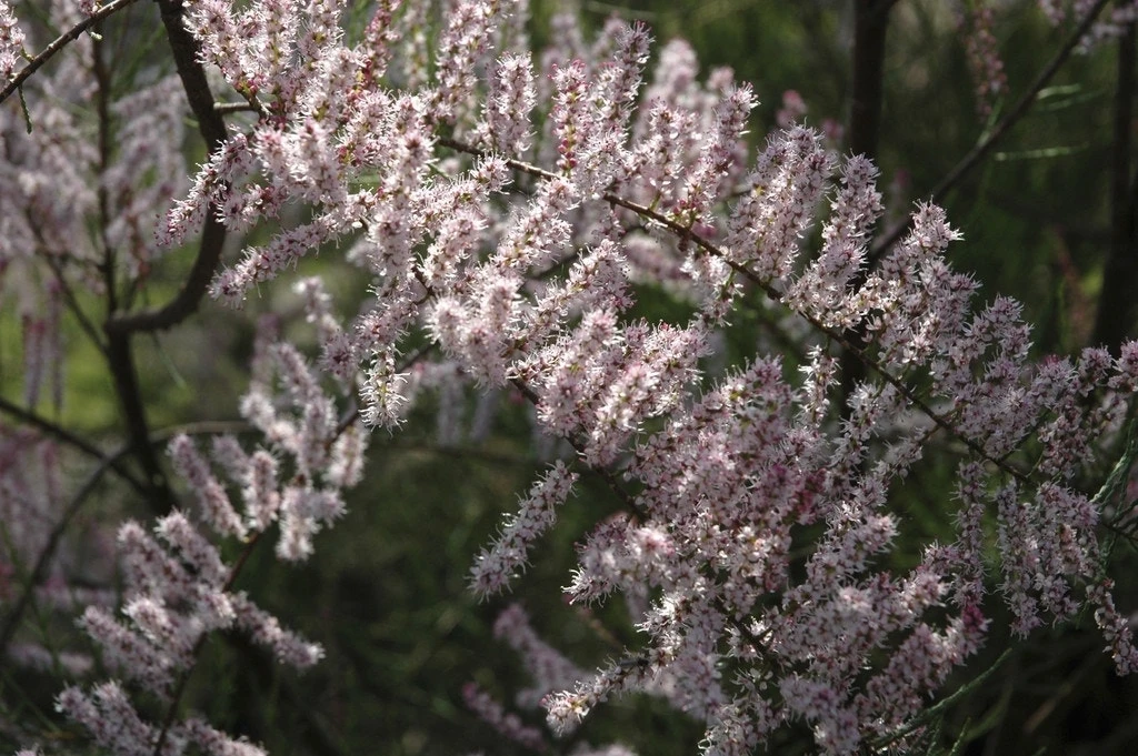 Tamarisk Als Boom (Tamarix Tetrandra) 2 Tamarisk Als Boom (Tamarix Tetrandra) - Afbeelding 2