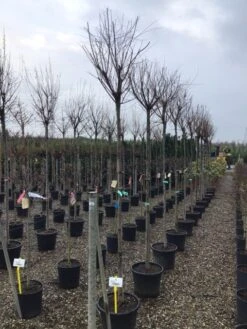 Tamarisk Als Boom (Tamarix Gallica) -Green Roots Exporteren Winkel tamarixgallica01