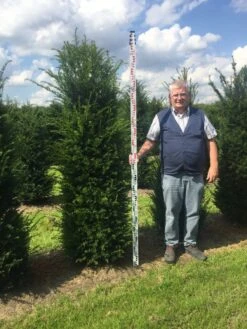 Grote Venijnboom (Taxus Baccata) -Green Roots Exporteren Winkel taxus 200225 x 5060 1 1