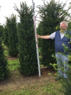 Grote Venijnboom (Taxus Baccata) -Green Roots Exporteren Winkel taxus baccaata 225250x5060 1