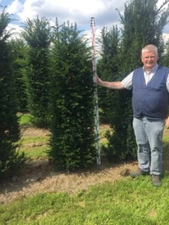 Nieuwe uitgaven -Green Roots Exporteren Winkel taxus baccata 180200 x 50 60 1