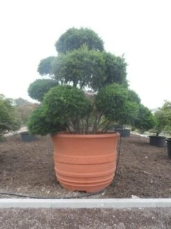 Taxus Als Bonsai (Taxus Baccata) -Green Roots Exporteren Winkel taxus baccata bonsai 300 400 c1800
