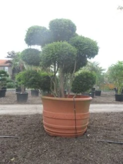 Taxus Als Bonsai (Taxus Baccata) -Green Roots Exporteren Winkel taxus baccata bonsai 300 400 c1800 2