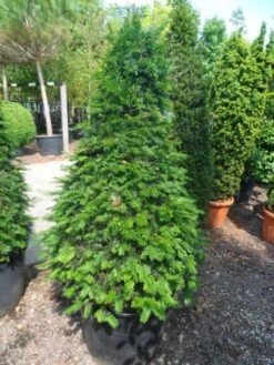 Taxus Als Kegel (Taxus Baccata) -Green Roots Exporteren Winkel taxus baccata kegel 140 160 c90