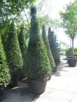 Taxus Als Kegel (Taxus Baccata) -Green Roots Exporteren Winkel taxus baccata kegel 200 225 250 c285