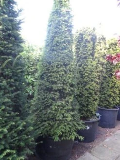 Taxus Als Kegel (Taxus Baccata) -Green Roots Exporteren Winkel taxus baccata kegel 250 275